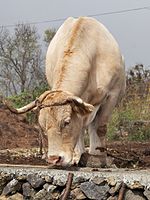 photo couleur d'un bovin blond vu de devant à mufle rose et cou musclé. les cornes longues sont arquées en avant puis vers le haut, portées par un chignon bouclé.