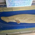 神戸市立須磨海浜水族園での標本展示