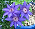 Clematis