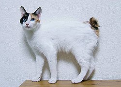 Un bobtail japonais.