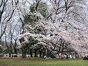 春の砧公園。花見客で賑わう。