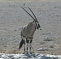 Parque Etosha, Namíbia