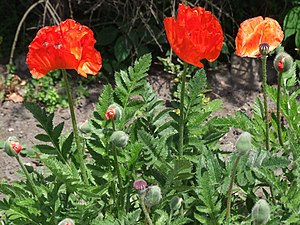 Türkischer Mohn (Papaver orientale)