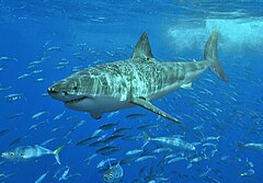 Photographie d'un grand requin blanc, auquel Alopias palatasi aurait probablement ressemblé.