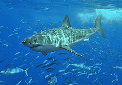 Carcharodon carcharias