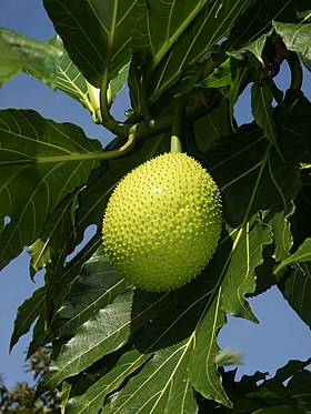 Exemplar de fruta-pão em Tortuguero, Costa Rica