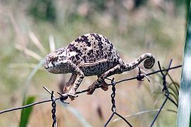 Un caméléon attendant patiemment une proie.