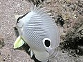 Image 19The foureye butterflyfish has a false eyespot on its sides, which can confuse prey and predators (from Coastal fish)