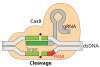 CRISPR-Cas9 Complex showing Target & PAM as well as dsDNA and the gRNA