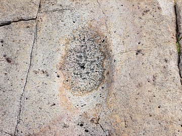 Métate rocheux amérindien à Huerfano Butte en Arizona.