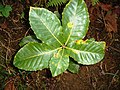 Quercus pontica