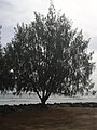 Habitus přesličníku Casuarina equisetifolia