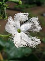 Trichosanthes cucumerina