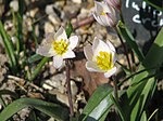 Tulipa cretica