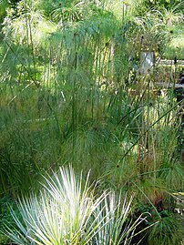 Cyperus papyrus nel Laghetto dei papiri