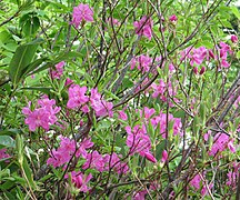 Photo couleur de branches d'un arbuste suportant des feuilles vertes et des fleurs de couleur fuchsia.