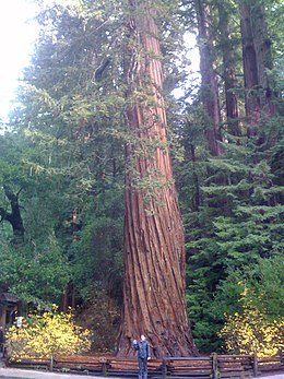 Tengerparti mamutfenyő (Sequoia sempervirens)