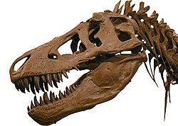 Hovudskalle av Tyrannosaurus rex