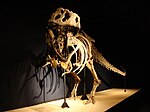 Dinosaurier-Fossilienstätten der Kreidezeit in der Mongolischen Gobi