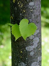 List Tilia × europaea.