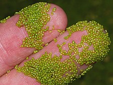 Wolffia arrhiza, a rootless floating freshwater plant under 2 mm across