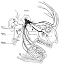 Thumbnail for Trigeminal nerve