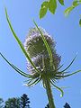 Blühende Wilde Karde (Dipsacus fullonum)