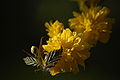 Kerrie (Kerria japonica Pleniflora), Blüten