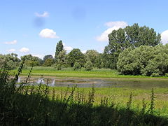 Ein verlandeter Altarm des Rheins