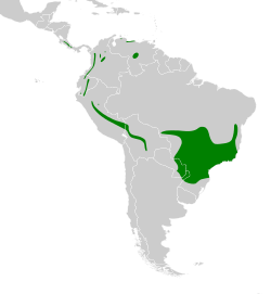 Distribución geográfica del ticotico ocráceo grande.