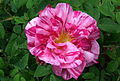 Rosa gallica 'Mundi'