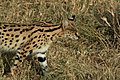 Leptailurus serval