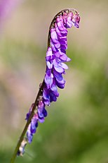 <center>Vicia ervilia</center>