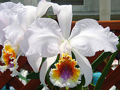 Cattleya mossiae