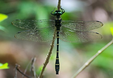 Male