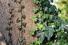 Hedera helix Dover.jpg