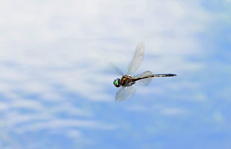 Hemicordulia asiatica male