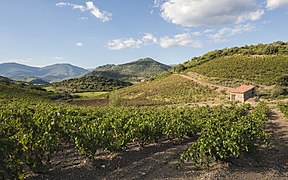 Coteaux vinicoles dans la vallée de l'Orb (Hérault).