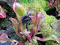 Heliamphora nutans at Kew Gardens, London