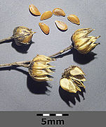 Seedheads and seeds