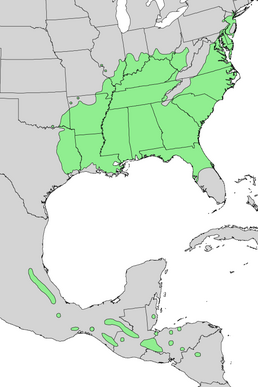 Natural range of L. styraciflua