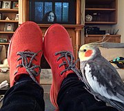 Orange Allbirds.