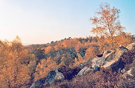 Photo de la forêt de Fontainebleau.