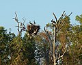 Magpie goose on nest