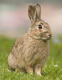 Oryctolagus cuniculus Tasmania 2 (cropped).jpg