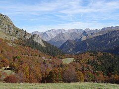 Vue sur une forêt en montagne.