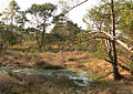 Naturschutzgebiet Otternhagener Moor