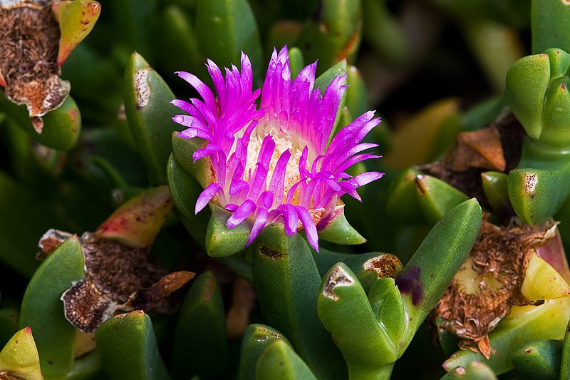 Carpobrotus rossii