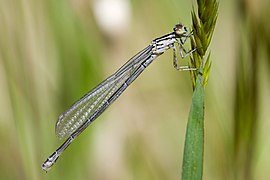 Coenagrion puella