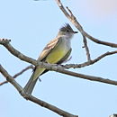 Fiofío grande en Dourado - SP - Brasil